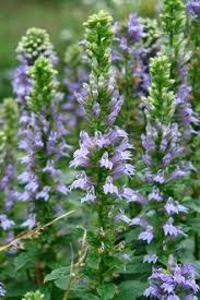Image result for Lobelia minutula
