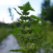 Image result for Urtica urens