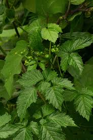 Image result for Cayratia gracilis