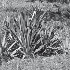 Image result for Secamone delagoensis