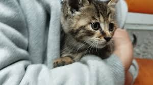 朵朵-长沙宠物领养-国内最大的免费领养宠物平台PPT模版免费下载| 懒人PPT