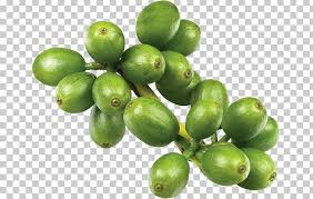 Green Coffee Extract Chlorogenic Acid Coffee Bean Png Clipart Bean Beans Caffeine Chlorogenic Acid Coffee Free Try to search more transparent images related to coffee bean png |. green coffee extract chlorogenic acid