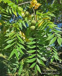 Here's a massive list of them with photos and detailed descriptions. 15 Trees For A Wildlife Friendly Edible Landsape