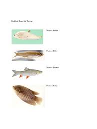 Ikan koi tergolong tidak agresif dan anda jenis ikan hias air tawar selanjutnya adalah ikan molly. Koleksi Ikan Air Tawar