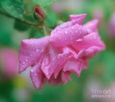 Roses, tulips, daisies, orchids, irises, gift baskets, plans Rain Drops On Roses Photograph By Ava Reaves