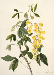 Image result for Laburnum anagyroides