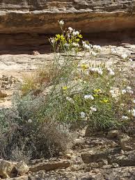 Image result for Senecio sp.no.1