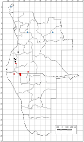 Image result for Rhinacanthus submontanus