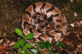 Many rest areas are near swamps. Know Your Snakes Florida S 6 Venomous Serpents News Gainesville Sun Gainesville Fl