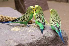 The first advantage is that sometimes we do not have enough space at home to keep pets like dogs or cats. Parakeets As Pets Pros And Cons Birds Fantasy