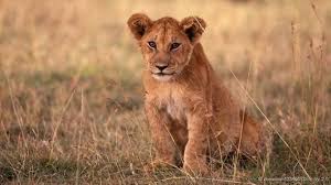 Growing up is a struggle, especially if you're a young male lion. Mas Alla De Cecil Siete Razones Para Amar A Los Leones Bbc News Mundo