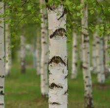 How To Make A Birch Bark Basket Ehow White Birch Trees Birch Trees Garden Birch Tree