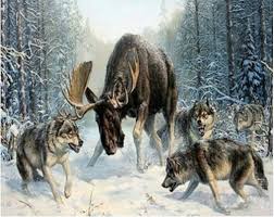 Here in the usa, we. Wolves Hunting Moose Moose Painting Wolf Painting Painting