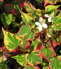 Houttuynia Cordata Cameleon Obchod Plny Rastlin Brest Sk