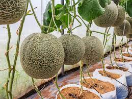 Allerdings ist die freude groß, wenn die beeindruckende frucht reif ist. Melone Im Gewachshaus Ziehen Die Besten Sorten Erntetipps