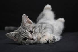 If you have a grey cat we have some great name ideas for you! Grey Cat Names For Male And Female Over 40