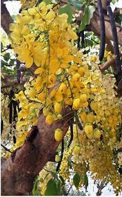 Fruit is oval but elongate in shape, varies in length from 1 to 3 inches, and is pink in color. Golden Rain Tree I Planted Roots In Mexico Manzanillo Sun