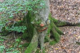 Die Steckeschlaaferklamm Im Binger Stadtwald Der Wald Mit Den Augen Wald Augen Holz Schnitzen