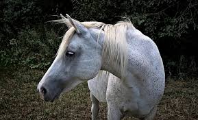 What about the animal perspective? Le Cheval Arabe La Tete Du Animal Portrait De Cheval Portrait L Autriche Pikist