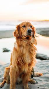 151 High Quality Iphone Wallpapers Page 5 Of 8 Desktop Backgrounds Cute Dog Wallpaper Dog Wallpaper Golden Retriever
