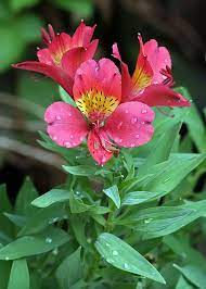 Wikipedia The Free Encyclopedia Flowers Alstroemeria Lily Plants