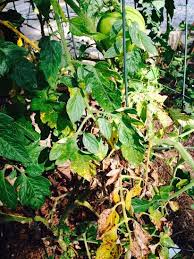 Image result for Septoria leaf spot of tomato