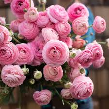 Ranunculus Marshmallow Ranunculus Bouquet Pink Ranunculus Bouquet Ranunculus Flowers