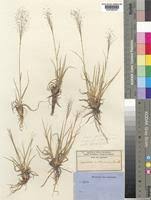 Image result for Eragrostis welwitschii
