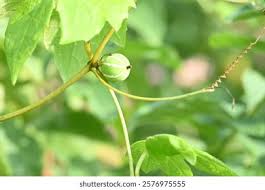 Image result for Zehneria