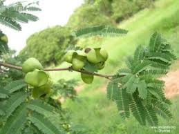 Image result for Paropsia brazzeana