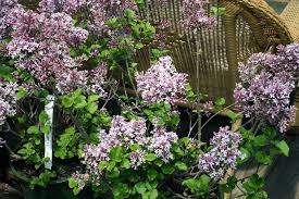 Image result for Syringa meyeri ´Palibin