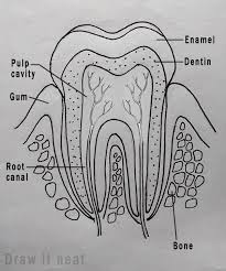 The walls of the diaphysis are composed of dense and hard compact bone. Step By Step Tutorials On Drawing Biology Diagrams Biology Drawing Biology Diagrams Teeth Diagram