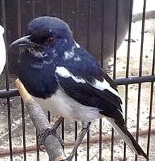 Maybe you would like to learn more about one of these? Penanganan Kaki Kacer Bengkak Dan Terkilir