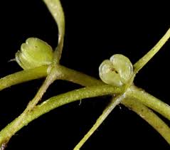 Image result for Callitriche