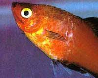 49 Best Aquarium Fish Disease Tag Images Aquarium Fish