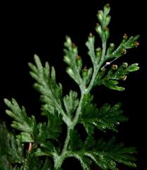 Image result for Hymenophyllaceae