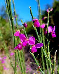 Image result for Polygala virgata