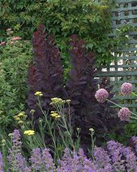 We did not find results for: Buying And Growing Smoke Trees And Smoke Bushes Lambley Nursery