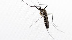 Wann mücken am liebsten zustechen. Vorsicht Insektenstich Exotische Stechmucke Im Anmarsch Saarpark Apotheke