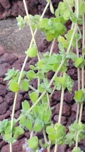 Image result for Coleus hadiensis