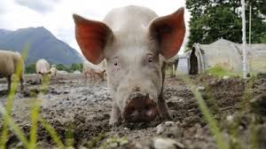 Pieptul de porc, cea mai mare scumpire. Pret Carne De Porc Stiri Pagina 1 Economica Net