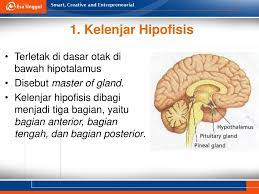 Kelenjar hipofisis juga bekerja sama dengan bagian hipotalamus pada otak untuk mengatur kinerja beberapa organ tubuh manusia kelenjar hipofisis mengahasilkan beberapa hormon tergantung letaknya. Sistem Endokrin Pada Manusia Ppt Download