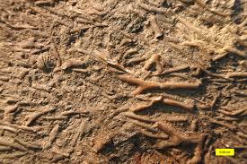 Image result for Oreophyton