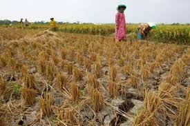 Jun 01, 2021 · ia menambahkan unit rumah di cimanggis golf estate dirancang untuk menjadi hunian yang mendukung kesehatan mental dan fisik penghuni. Sampai Akhir Agustus 30 000 Hektar Sawah Berpotensi Puso