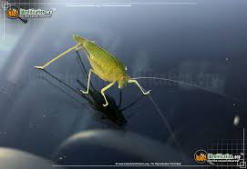 Populations of some species may be bright pink. Katydid Microcentrum Rhombifolium