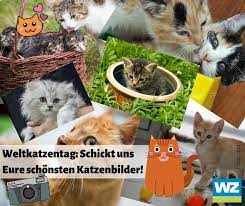 August begangen, um die katzen an diesem tag in den fokus der aufmerksamkeit zu rücken. Weltkatzentag 2019 Schickt Uns Eure Schonsten Katzenfotos