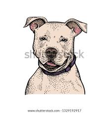 How to draw a dog barking (german shepherd). Pitbull Sketch Drawing At Getdrawings Free Download