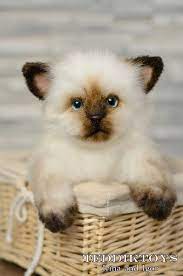Pin On Kitten