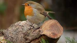 Vögel im garten können durch eine vogelfreundliche gartengestaltung und natürlicher nahrung wie insekten, früchte und samen und wasser angelockt werden. Vogel Im Garten Ansiedeln Tipps Sat 1 Ratgeber