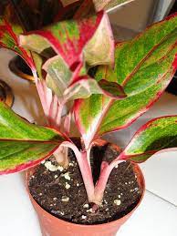 Aglaonema Red Gold Succulent Garden Indoor Foliage Plants House Plants Indoor